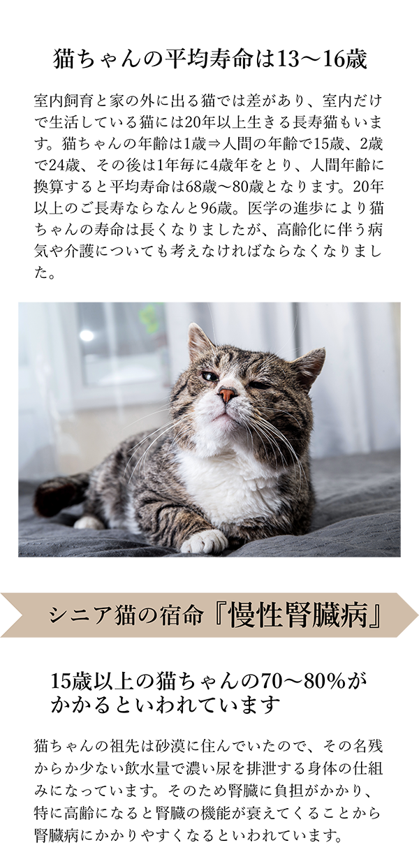 にゃんぽう